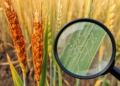 Xinjiang wheat stripe rust reveals diverse lineages and uneven resistance breakdown