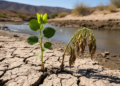 Controlled study finds heat and drought reduce germination in two restricted-range Mexican poplars