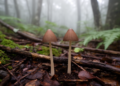 Morphological and phylogenetic study identifies two new Conocybe species in China