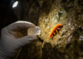 Five cave velvet worms observed in Pedro Cave; Swansea records remain probable