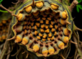 Hidden Nitrogen-Fixing Bacteria Reveal a Secret Evolution Inside Casuarina Root Nodules