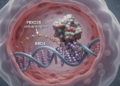 FBXO28 ubiquitinates BRD4 to fuel lung cancer cell malignancy