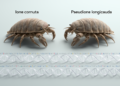 Comparative mitogenomics of two parasitic isopods, Ione cornuta and Pseudione longicauda, with putatively linear mitochondrial genomes