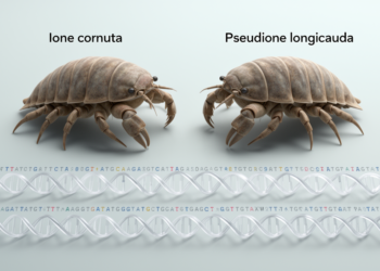 Comparative mitogenomics of two parasitic isopods, Ione cornuta and Pseudione longicauda, with putatively linear mitochondrial genomes