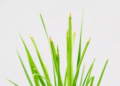 Scientists Map How Lemongrass Makes Its Signature Lemon Scent, and Where the Evidence Runs Thin