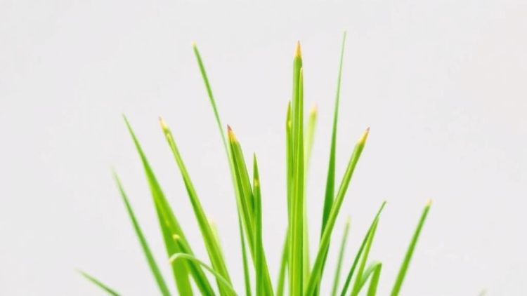 Scientists Map How Lemongrass Makes Its Signature Lemon Scent, and Where the Evidence Runs Thin