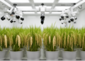Controlled indoor rice phenotyping links NeRF reconstruction and grain segmentation