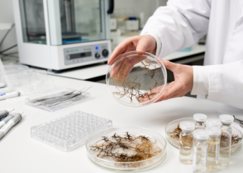 Lab tests reveal variable carbon use and heat tolerance in post-fire fungi