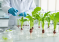 Sugar beet transformation protocol achieves high direct shoot regeneration