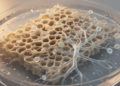 Low-concentration simvastatin boosts bone and vessel formation in preclinical tests