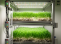 IoT-controlled hydroponic maize system produced green fodder in three sequential validation cycles