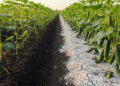 Cucumber spacing and fertilizer shift yield, nutrition trade-offs