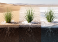 Desert grass shows coordinated salt-tolerance traits across three habitats