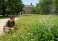 Campus butterflies and spiders show stable diversity across an urbanization gradient