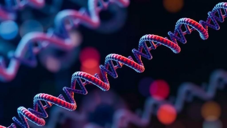 Computational Framework Ranks Safer RNA-LNP Formulations Before the Lab