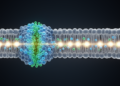 BK Channel Models Link Higher Conductance to Precise Neuronal Spike Timing