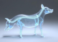 Digital Twin Pigs: Computer Models Recreate Scoliosis to Guide Growth-Modulating Spine Implants