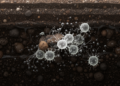 Deep-soil viruses regulate carbon cycling in global soil profiles