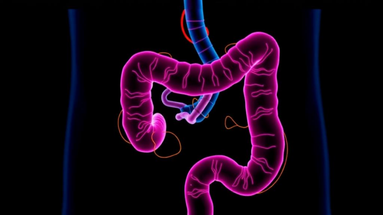 Preclinical study finds PTPN12 restrains colorectal cancer immunity