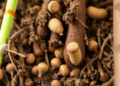 Low-cost electrochemical sensors catch peanut fungus days before symptoms appear