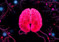 Review frames microbiome–mitochondria crosstalk in glioblastoma research