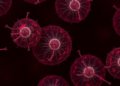 Mouse and human beige adipocytes use futile sodium-potassium cycling for energy expenditure