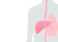 TyHGB index linked to high cardiovascular risk in adults with fatty liver disease