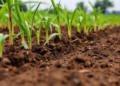 New Soil Scoring Method Reveals Hidden Damage From Polluted River Irrigation