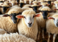 Feedlot Hair Sheep Models Predict Fecal Nitrogen Better Than Urinary Loss
