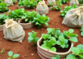 Bag gardens yield mixed food-quality results for Tanzanian indigenous vegetables