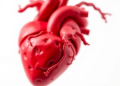 Five-Year Consortium Plans Bioengineered Hearts for Children