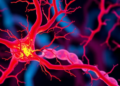 Narrative review tests glycocalyx dysfunction as post-thrombectomy microvascular amplifier