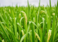 Lab and pot study finds Streptomyces curbs rice sheath blight