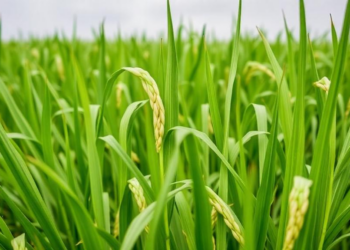 Lab and pot study finds Streptomyces curbs rice sheath blight