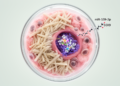 Genetic and cell studies point to miR-539-3p–SOX9 pattern in keloids