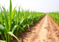 Review: PGPR show context-dependent drought relief in sugarcane