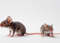 Moderate exercise protects against osteoarthritis in mice through gut microbes