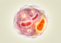 Metabolism Helps Determine Regulated Cell Death Outcomes