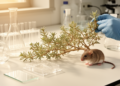 Desert shrub shows anticancer and glucose-lowering activity in preclinical tests