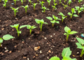 Organic farming unlocks trapped phosphorus in India's black cotton soils