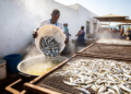 Brine boiling cuts drying time for Kenya’s nutrient-dense Dagaa fish