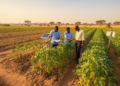 Soybean drought resilience requires field validation across African environments