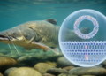 Goonch Catfish Mitogenome Resolves Close Phylogeny, Flags Preliminary DNA Modifications