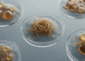 GFAP mutations selectively reshape lipids in Alexander disease cell model