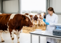 Genome-resolved metagenomics maps rumen microbes and carcass-trait links in crossbred cattle