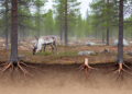 Reindeer grazing reduces roots in three Finnish pine forests
