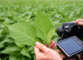 Reliability-calibrated contrastive learning improves plant leaf recognition