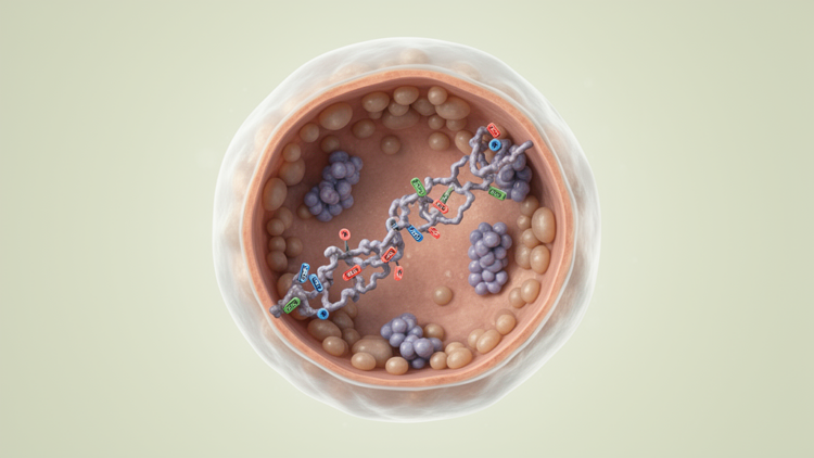 Unstressed yeast study links Zuo1 surveillance to predicted protein disorder