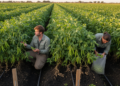 Field trial links bacterial co-inoculation to mungbean yield gains