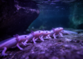 UV-A photographs identify 303 olms without artificial tags